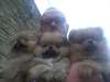 Magnifiques chiots spitz nain allemand