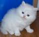 Persian chatons  pour adoption - photo 2