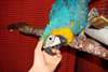 Magnifique perroquet ara bleu et jaune EAM
