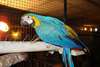 Magnifique perroquet ara bleu et jaune EAM