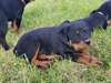 chiots rottweiller pure race pucés et vaccinés