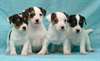 adorables chiots jack russell dispo