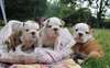chiots bulldog anglais dispo