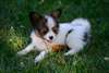 chiots epagneul papillon