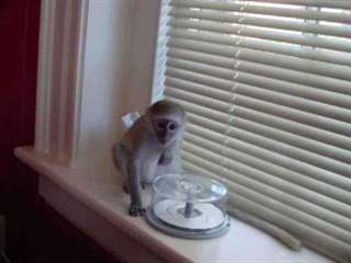 Des singes capucins pour adoption