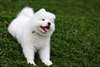 Chiots Samoyede Disponble Pour vous
