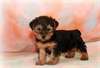 Chiots Yorkshire terrier