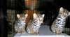 Chaton ALC a vendre
