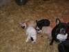 chiots bouledogue francais maintenant disponible