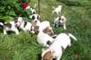 Magnifiques chiots jack russell terrier dispo