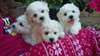 Jolie chiots de race caniche dispo