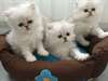 superbes chatons persan