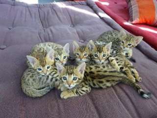 Adorables chatons bengal