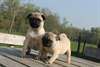Chiots Carlin beige