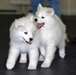 Adorable Chiots Samoyede Disponible - photo 2
