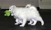 Adorable Chiots Samoyede Disponible - photo 3