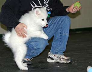 Adorable Chiots Samoyede Disponible