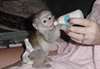Adorables b&#233;b&#233;s singe capucins a donner - photo 1