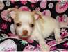 superbes chiots chihuahua