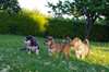 superbes chiots sibérians huskys