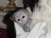 Agréable  bebes singes capucin a donner urgent!!