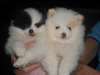 CHIOTS pomerenie