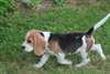 beaux chiots beagle - photo 1