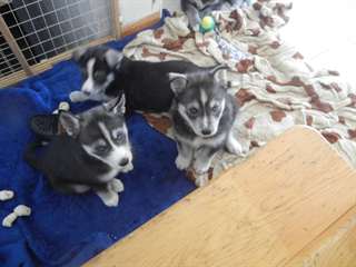 8 Weeks old Husky Puppies for sale to good home.