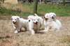 chiots berger blanc suisse disponible de suite