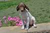 AKC German shorthaired pointer puppies for sale