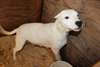 Pure breed Dogo Argentino puppies for sale