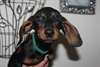 chiots dachsund