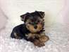 Yorkshire terrier chiots
