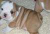 Bulldog anglais chiots magnifiques disponibles