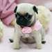 Magnifique chiots carlin fauve