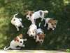 Magnifiques chiots Jack Russel - LOF ou non LOF