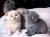 Superbe chaton scottish fold LOOF