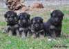 Magnifiques chiots berger allemand disponible