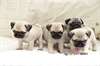Superbes chiot carlin dispo