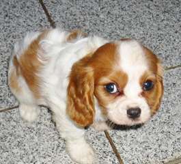 chiots Cavalier King Charles &#224; donner
