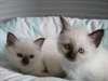 Deux Chatons Sacré de Birmanie Chocolat Point