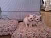 Offre 2 jolis types chihuahua