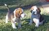beaux chiots beagle