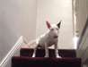 Superbe Chiots Bull Terrier - photo 1