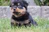 Adorable Rottweiler chiots