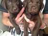 Les chiots Labrador chocolat noir et le chocolat 2