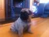 **** Litter imprenable sur Pug bébés ****