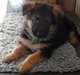 chien de compagnie