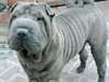 chiots shar pei dispo