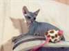 Adorables chatons sphynx non loof